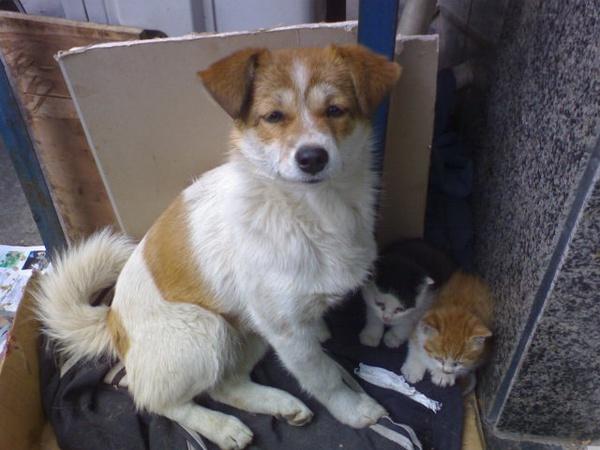 母爱伟大, 流浪狗猫竟收养没妈的流浪猫, 每天保护它们安全!