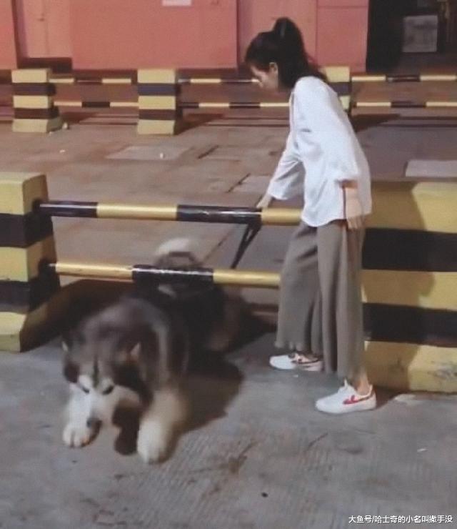 美女亲自给狗狗示范, 狗狗还是钻过来的, 阿拉斯加不愧是大傻