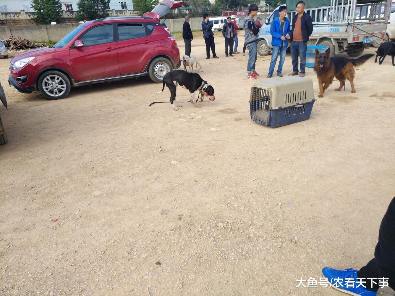 你知道比特犬吗? 狗市代售比特犬曾经是作为斗犬饲养!
