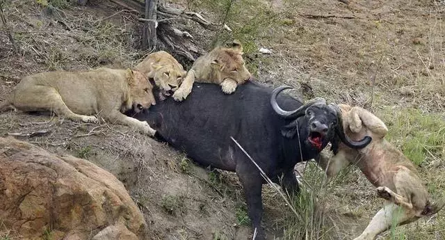 一头野牛遭遇狮群围攻, 挣扎中将牛角扎进狮子胸口, 看着好痛!