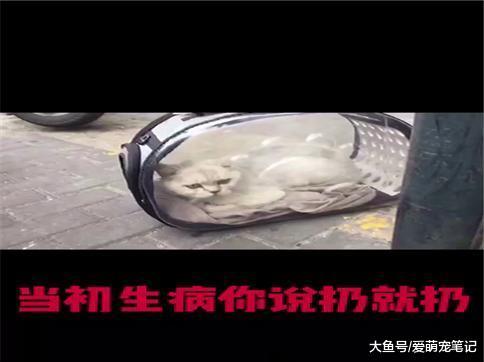 网友在公交站牌捡到一只枯瘦如柴的银渐层, 一年时间来了个大变样