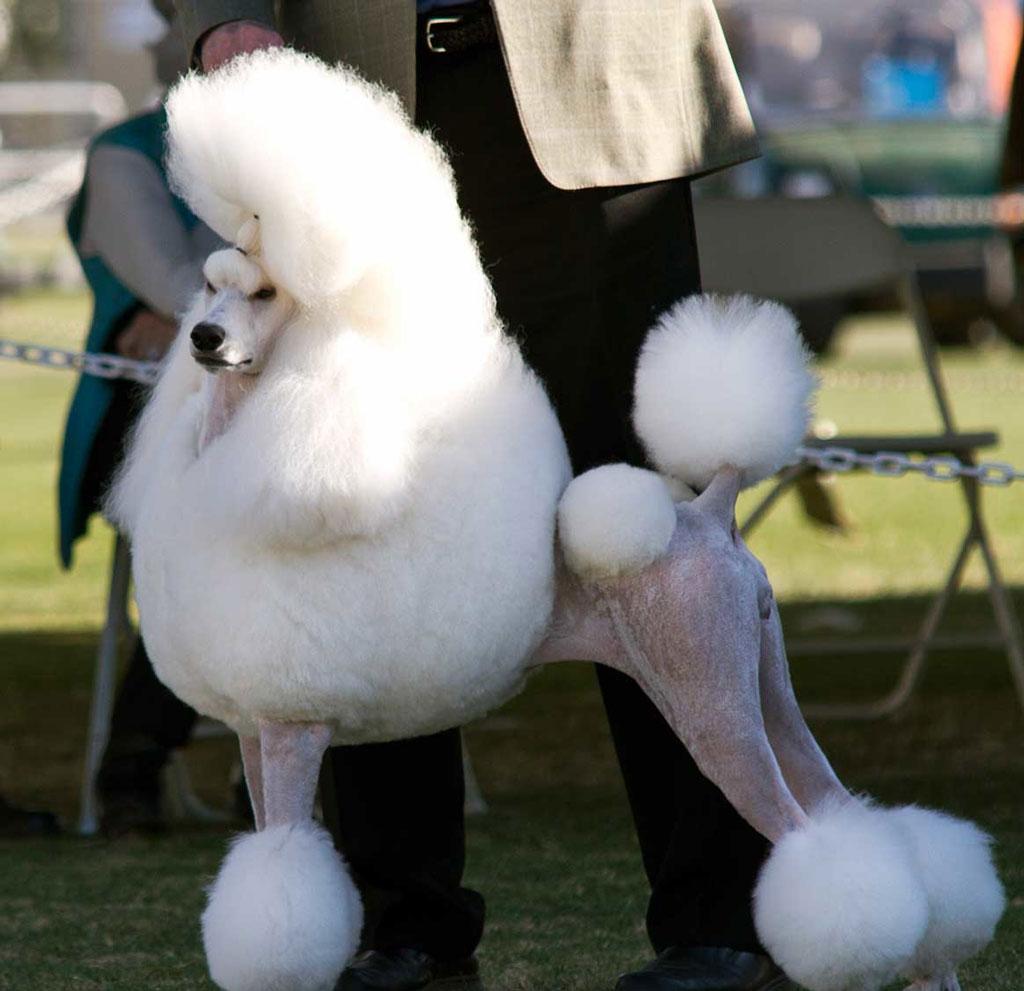 贵宾犬的4大缺点? 了解清楚了 还愿意养吗?