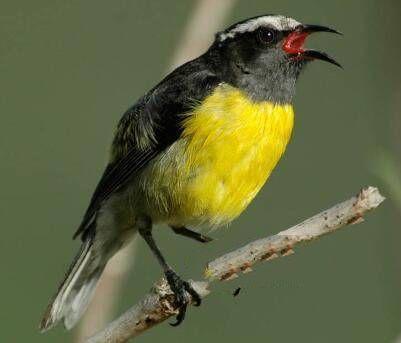 地球上10大体型最小的鸟类, 蜂鸟居榜首, 它的演化史至今仍是个谜