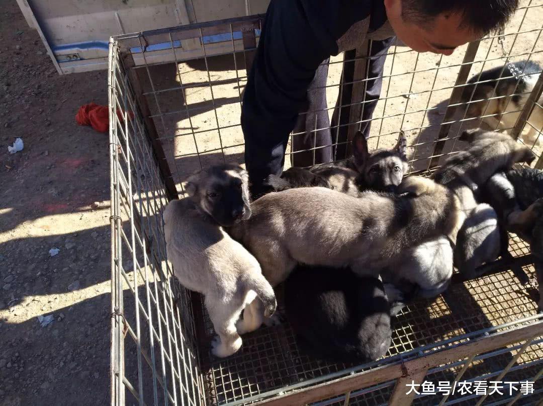 昆明幼犬品相不错, 商贩却不敢叫高价, 直接开700元的低价!