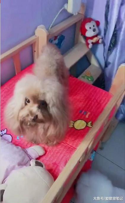 给三只狗狗买了一张上下铺, 它们每天都按时上床睡觉, 跟孩子一样