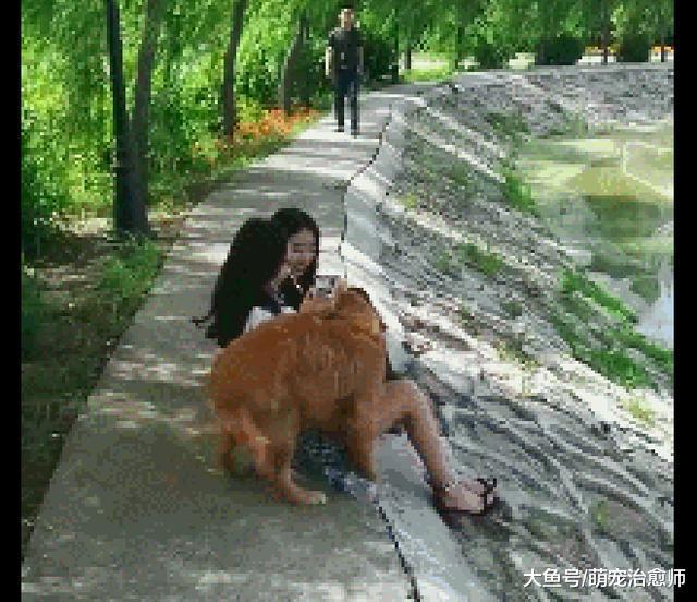 金毛看到两位美女后, 直接上去卖萌! 狗: 主人我只能帮你到这了!
