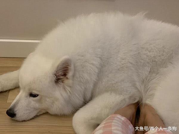 萨摩耶软糖沦为暖脚神器, 一脸委屈巴巴看着爸爸, 妈妈: 瑟瑟发抖