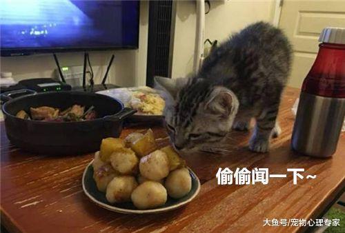 惨! 闻到鱼丸的香味, 猫咪偷偷溜上了桌, 还没下口就被逮了个正着