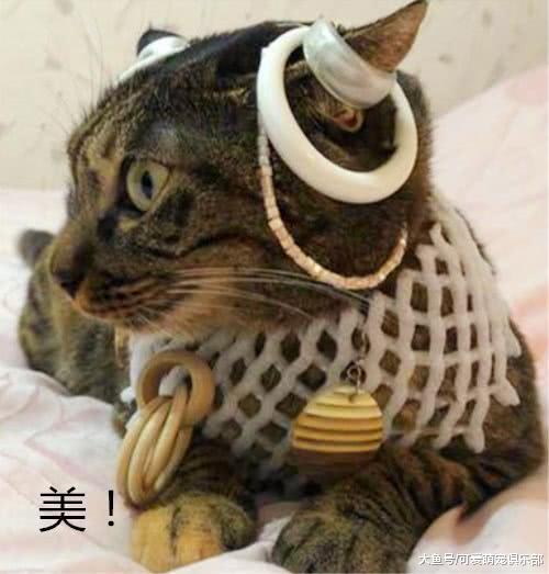 猫咪被主人装扮成“哪吒”后, 网友笑喷了: 这明明就是埃及艳后!