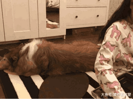 主持人李静的房子, 家里养了好多宠物, 女儿还很听话