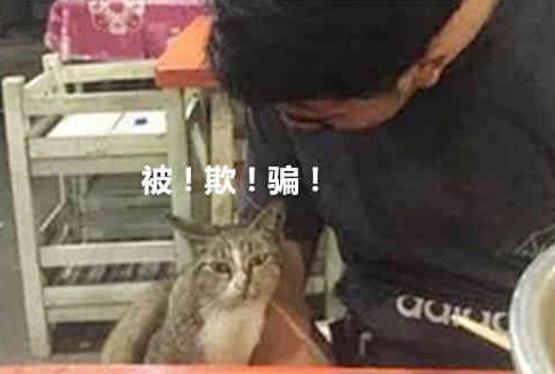 大猫向客人讨要吃的, 啥都没有还被白摸了两下, 表情立马变了!