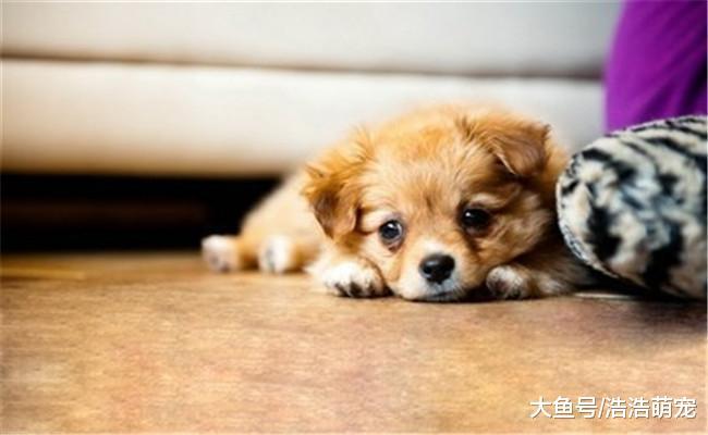 狗狗为什么会流眼泪? 原因有五个, 它也是有感情的
