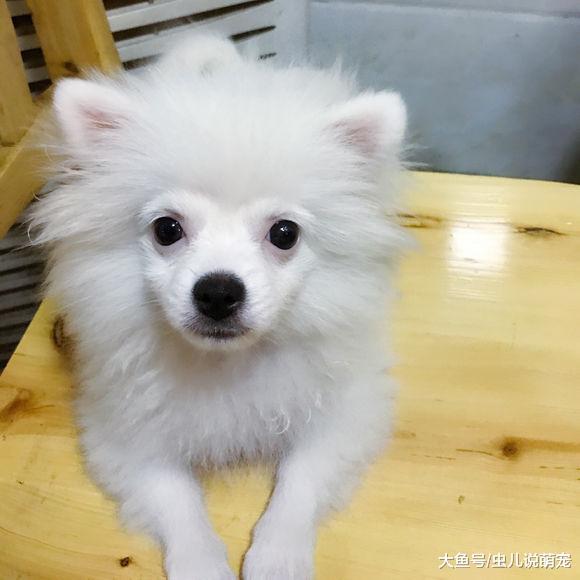 博美完美的实现逆袭, 从一个“猴子”变成了“公主”