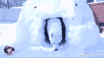 男子做了个“冰屋”, 结果却被二哈霸占了: 这是我的新房