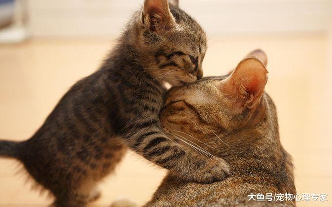 10%的猫咪不会埋便, 令主人头疼不已, 一味地抱怨倒不如查清缘由