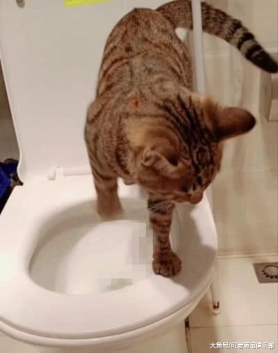 每次主人上厕所, 猫咪都帮忙抢着盖屎, 网友: 它想当你的铲屎官