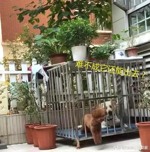 将泰迪和拉布拉多关在一起, 3分钟后它满脸问号: 这什么操作?