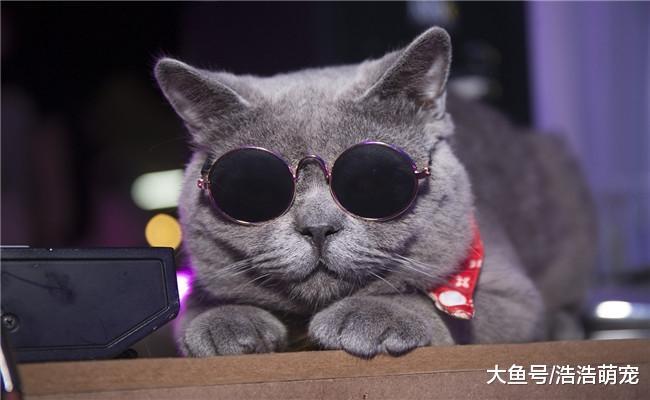 想养猫咪不要在网上, 很容易被骗, 最容易遇到下面3种骗局