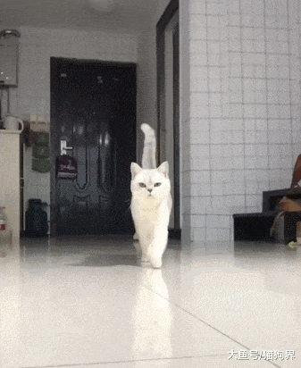 猫咪霸气出场, 邪魅狷狂一呲牙, 铲屎官: 大佬, 请收下我的小鱼干