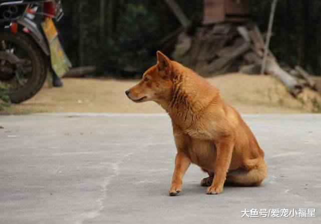 为什么土狗不容易生病? 原因在于3点, 看完都想养一只!