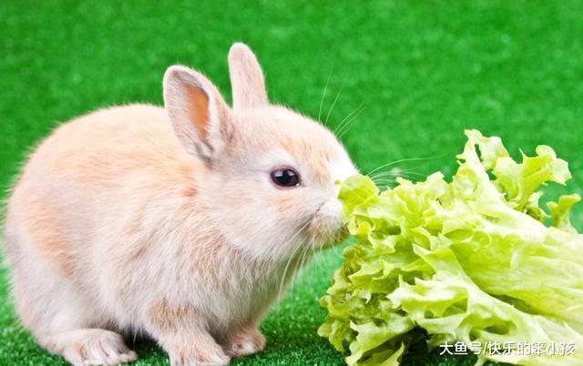 经常听到说不能给兔子喝水, 那这是为什么呢?