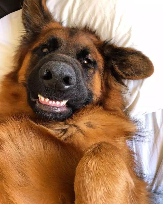 怕吓到人, 狗子居然努力长了一对违和的萌耳朵?