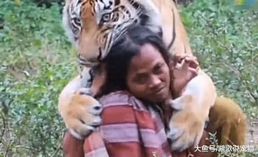 女子被迫送走老虎, 多年后意外相见, 老虎的举动让她暖心不已