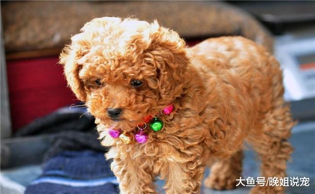 如果你想养泰迪, 最好是养一只母泰迪, 原因有4个