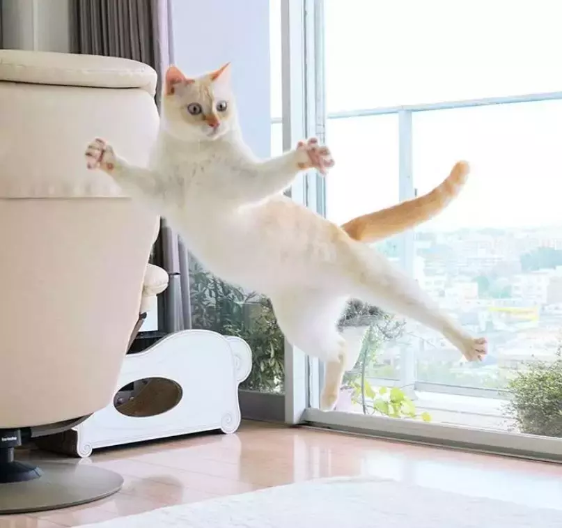 飞翔吧, 喵星人