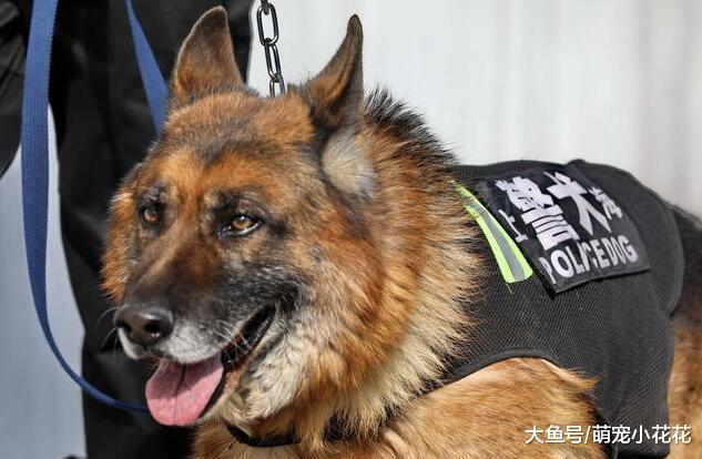 天黑了, 你会选择哪种狗狗保护你? 反正我选第2种!