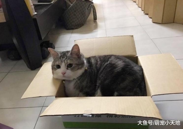凌晨4点乖猫等妈妈上床累到融化, 黏在门边张嘴睡着