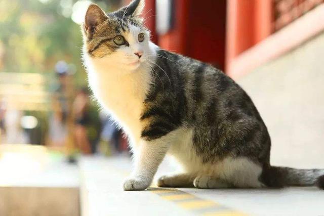 故宫加菲猫受邓伦宠溺关照, 在宫廷猫咪中脱颖而出, 受众猫羡慕!