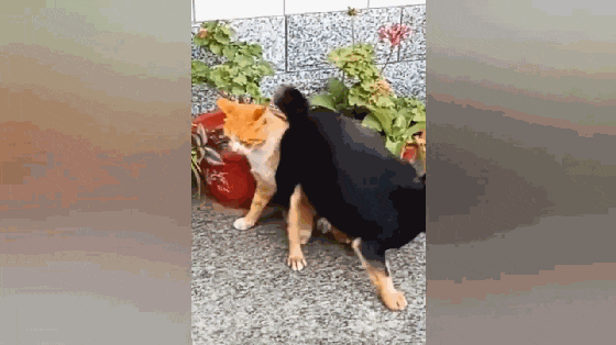 黑狗和大橘猫庭院PK, 黑狗使出一招乌龙摆尾, 大橘猫当场就懵了…