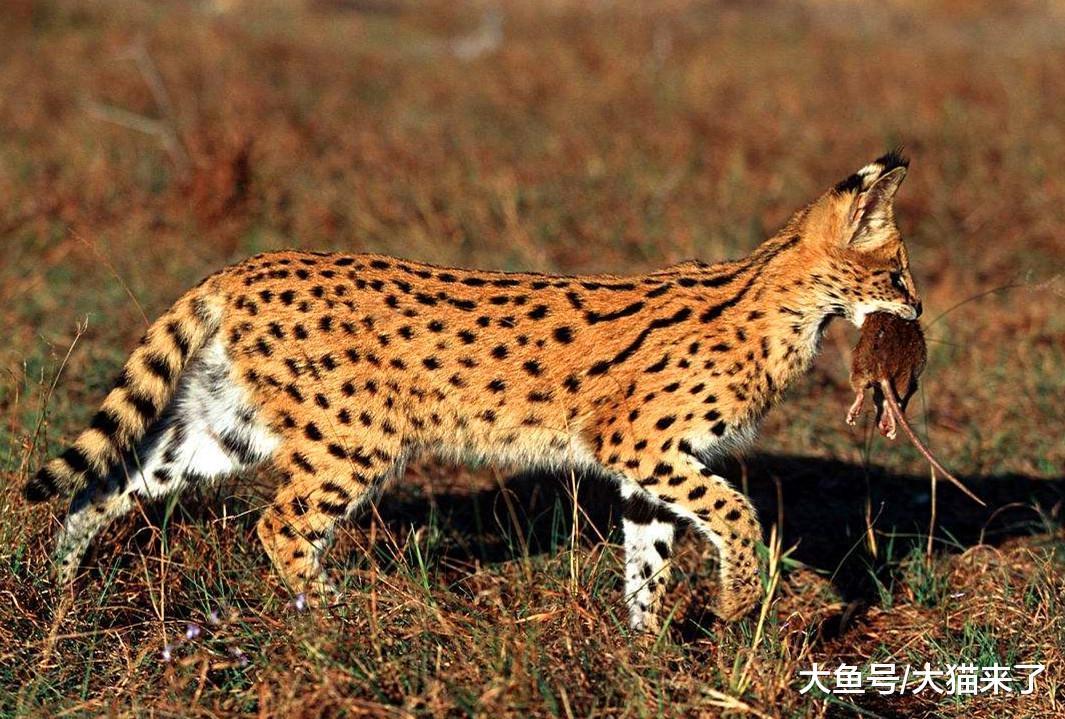 捕猎成功率最高的猫科动物: 长腿大耳朵, 只有刮风天猎物才能逃脱