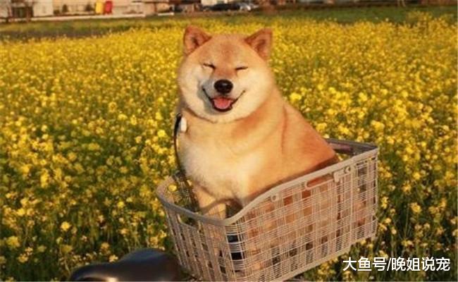 6种搞笑的狗狗照片, 第六张睡姿奇葩, 第五张吃饭都能睡着