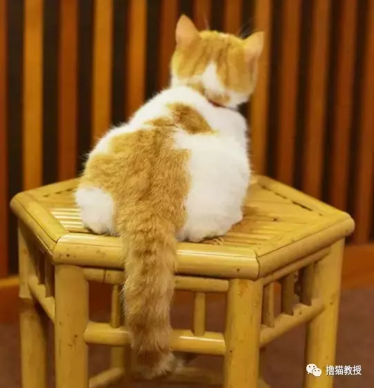 “美臀日”晒美臀, 这一大波猫屁屁, 看得我心动了