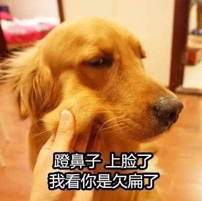 啥狗都能当网红啊