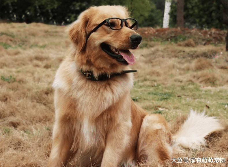 5种非常好养的狗狗, 有1种是最忠诚的狗狗, 你喜欢哪个?