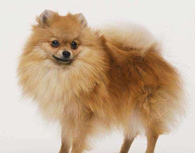 狗狗想攻击你有怎样的准备动作? 熟知这6点, 出门不怕被狗咬!