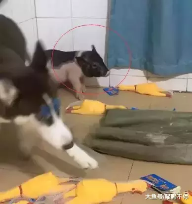 把二哈跟小猪一起养, 二哈每天都要欺负小猪, 这猪真可怜