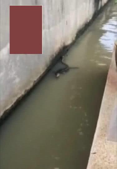 玄武? 城市排水沟, 浮现未知生物, 有壳长尾, 路人惊呼围观