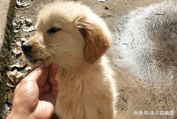 金毛被网友带回家, 它一直想要逃走, 先吃饱再想办法