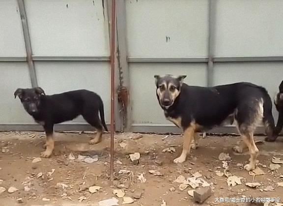 四条狗一声都不敢吭, 这是唯一一个可以让它们安静的办法