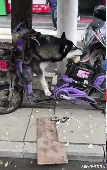 主人去一趟超市, 电瓶车就被阿拉斯加给拆了, 网友: 软座秒变硬座