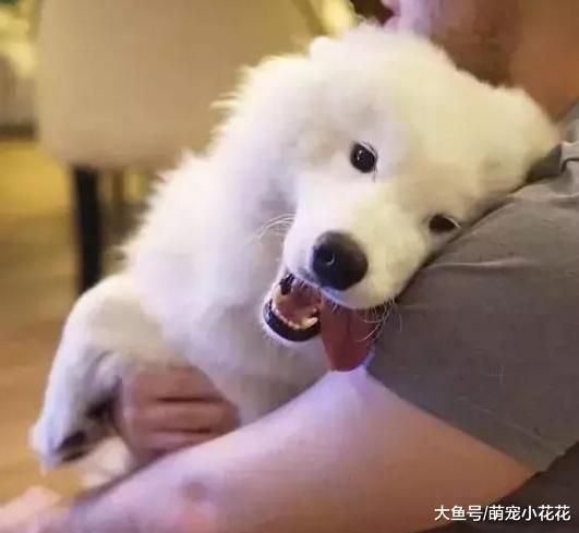 你觉得什么狗狗“不忠诚”? 我认为是这5大狗狗, 见人就亲!