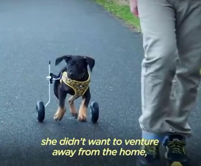 在领养人的帮助下, 后腿残疾的狗狗重新开始奔跑, 爱能治愈一切!