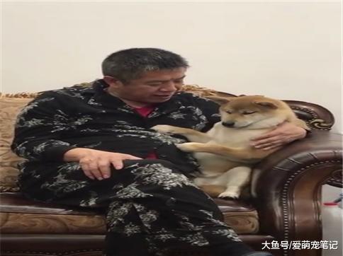 柴犬掉了一颗牙, 老爸开导一晚上它才平复, 狗狗: 谁还不是个宝宝