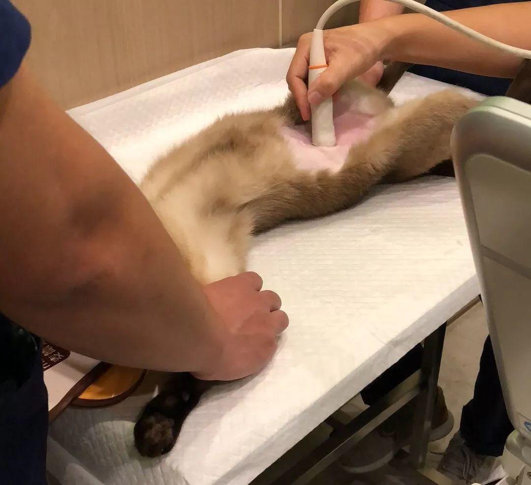 猫咪体检有必要吗?