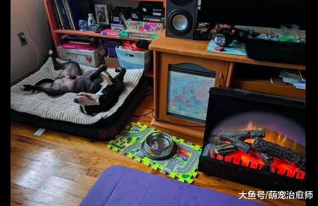 女主人怀孕就要抛弃陪伴几年的狗, 还要求安乐死, 让人无法理解!