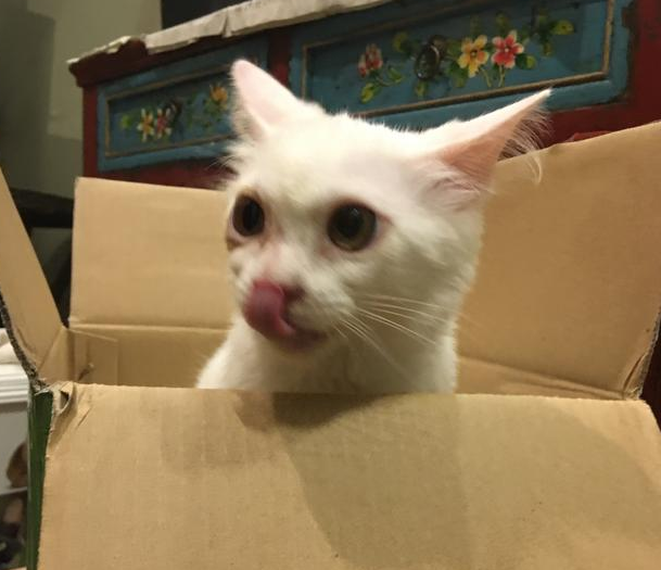 女孩出门总能捡到流浪猫回家, 家人无奈: 这已经是第十只流浪猫啦